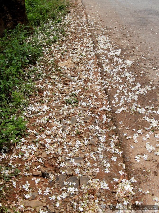 廣西隆林:梧桐花開掛滿枝