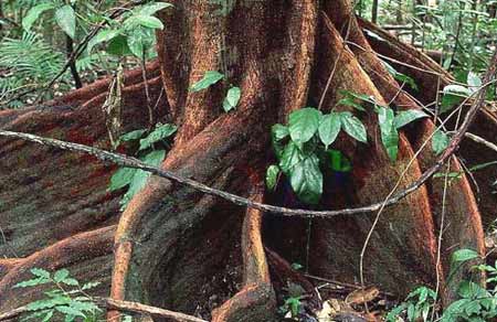 尖峰嶺：中國最美森林之一