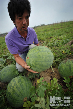 西瓜本無事傳言猛于虎 “膨大劑”傳言之禍