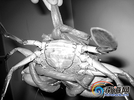 螃蟹裸稱規定實施3個月 螃蟹捆繩怎么又粗了?
