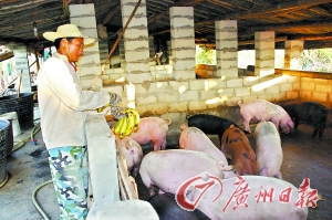 海南香蕉賤過白菜 蕉農(nóng)痛砍蕉樹用香蕉喂豬