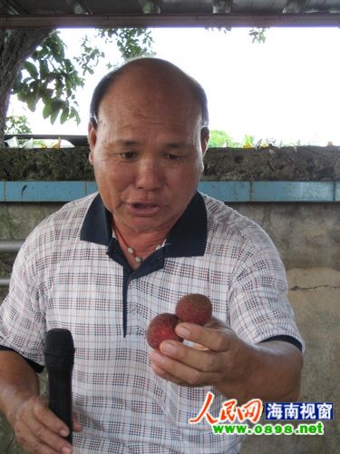 海南澄邁縣委書記推銷荔枝 最貴的20個(gè)賣千元