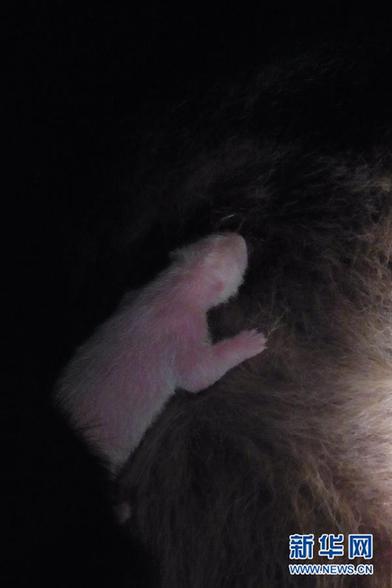 旅日大熊貓幼仔存活6天后夭折