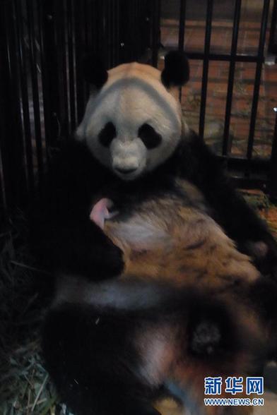 旅日大熊貓幼仔存活6天后夭折