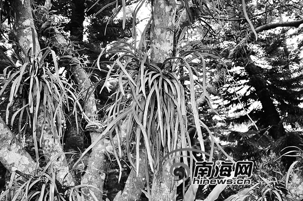海南現(xiàn)“滅絕”蕨類植物 專家:因環(huán)境優(yōu)良