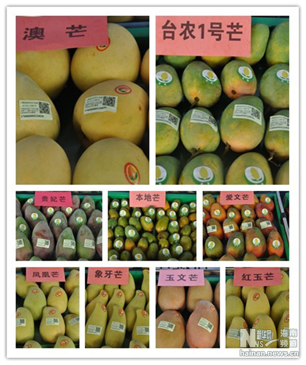 昌江芒果:銷售是關鍵百姓增收是目的