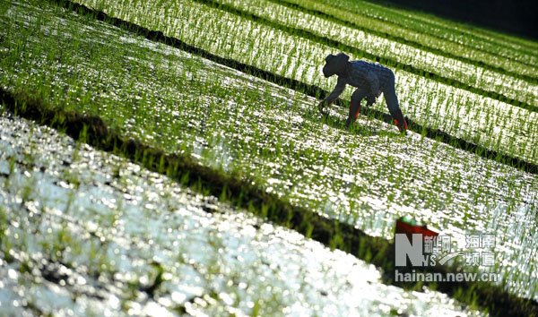 海南夏日農家忙