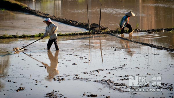 海南夏日農家忙