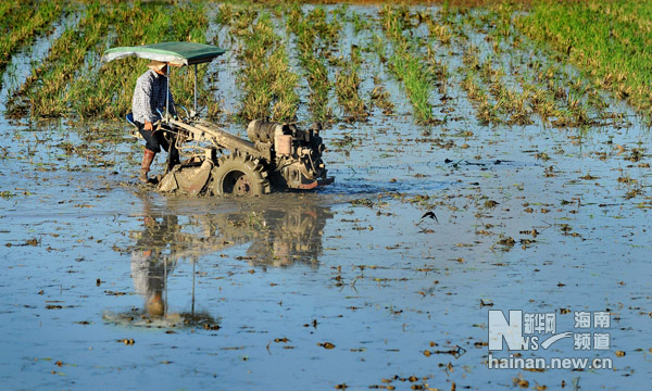 海南夏日農家忙