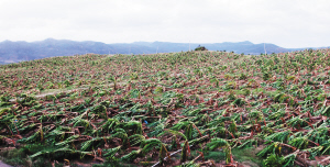 “海燕”致海南204萬人受災 經濟損失49億元