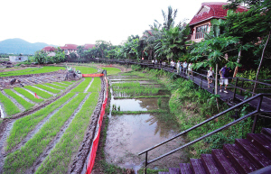 海南休閑農業面臨客源零散等困局 不該只是