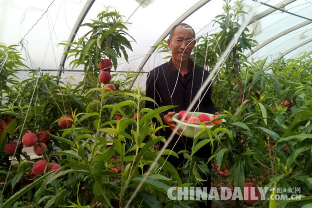 唐山樂亭小鮮桃變身金疙瘩