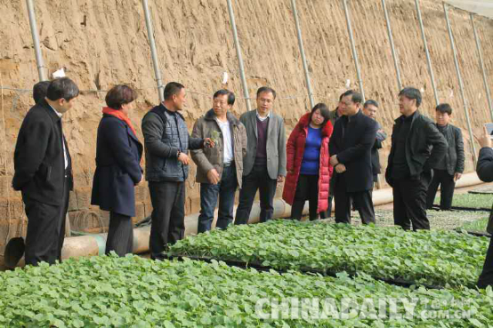 國家農業部專家張真和來唐山樂亭調研