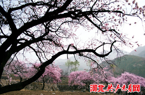 河北棋盤山第十屆杏花節即將啟幕