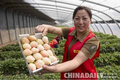 唐山遷安“歐C”草莓俏銷京津