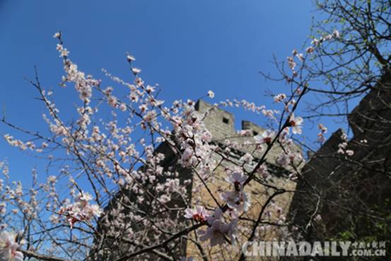 承德灤平第四屆“金山嶺長城國際杏花節”開幕