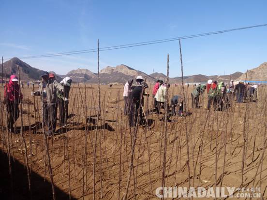 承德平泉:精耕細作“播種”綠色經濟產業
