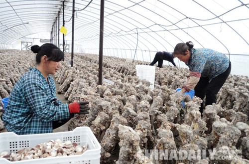 承德平泉:科技創新助力企業轉型升級