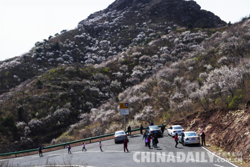 唐山遷安:野綠引得游人醉