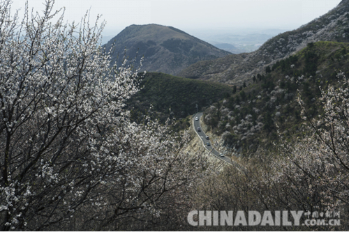唐山遷安:野綠引得游人醉