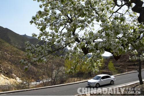 唐山遷安:野綠引得游人醉