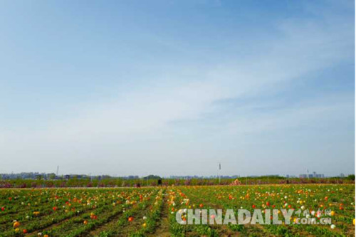 首屆櫻花文化旅游節在唐山開幕 共展出20余種櫻花