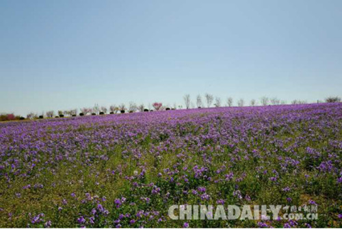 首屆櫻花文化旅游節在唐山開幕 共展出20余種櫻花