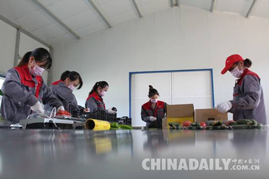 承德平泉SOD保健有機蔬菜走俏京津市場