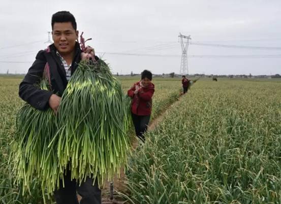 邯鄲永年縣十萬畝蒜薹豐收蒜農樂