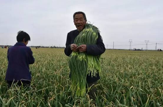 邯鄲永年縣十萬畝蒜薹豐收蒜農樂
