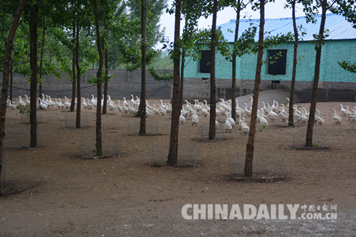 河北遷安“礦老板”轉型“養鵝達人”帶領農戶走上致富路