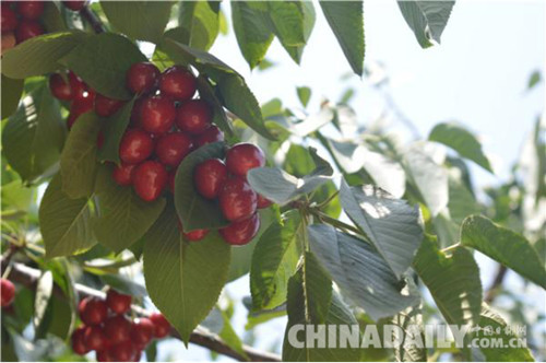 山海關大櫻桃節暨鄉村旅游節6月8日啟帷