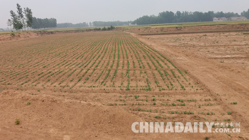 河北館陶:讓“睡眠土地”迸發經濟活力