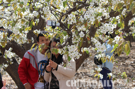 石家莊藁城區(qū)第十二屆梨花啟幕