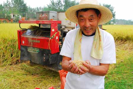 河南潢川秋收開鐮（圖）