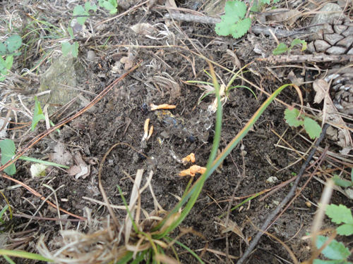 河南西峽縣發現名貴中藥材蛹蟲草