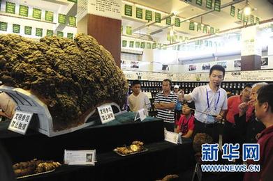 極品靈芝王亮相“藥博會”（圖）