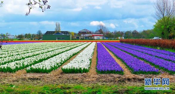 世界上最美麗的春季花園——荷蘭庫(kù)肯霍夫公園