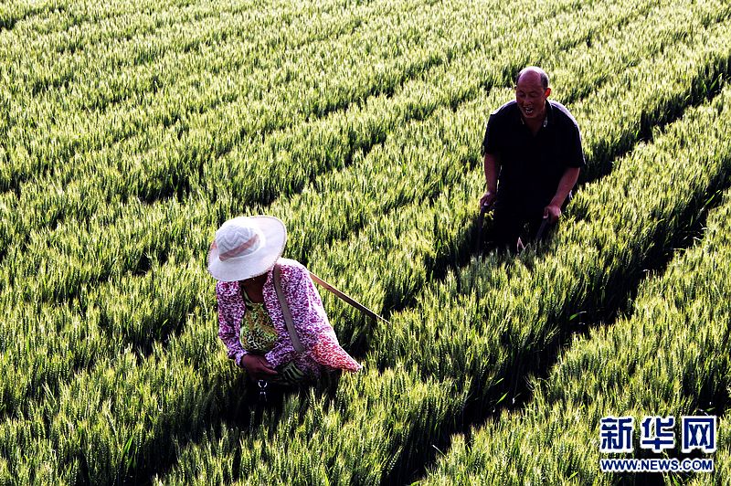 小滿來臨 豐收在望