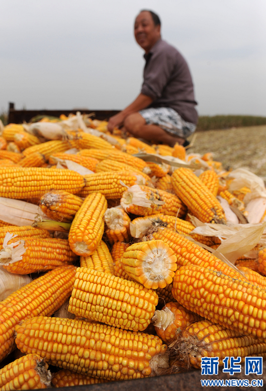 河南省秋收過六成