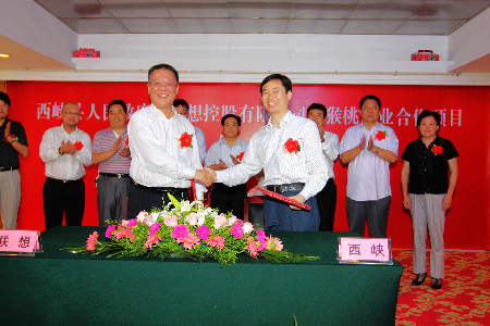 西峽縣牽手名企做大做強(qiáng)獼猴桃產(chǎn)業(yè)