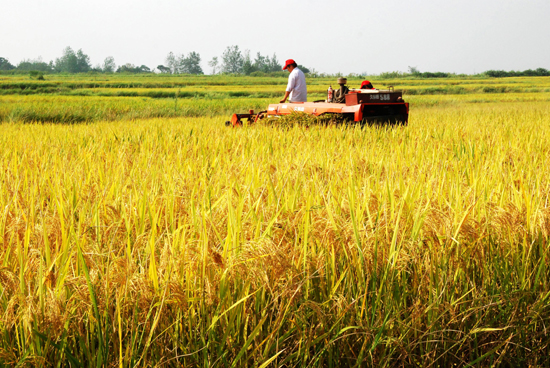 河南潢川秋糧豐收在望