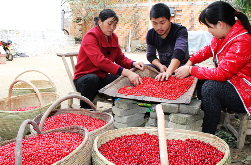 河南西峽山茱萸染紅伏牛山