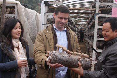 河南西峽香菇暢銷海內外