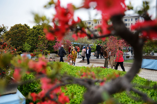 鄭州：萬千海棠齊爭艷 花開時節動綠城