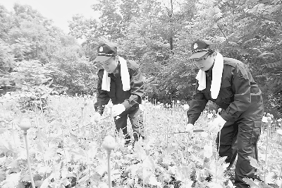 黑龍江省集中鏟除罌粟4500株