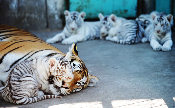 孟加拉白虎五兄妹認東北虎當“奶媽”