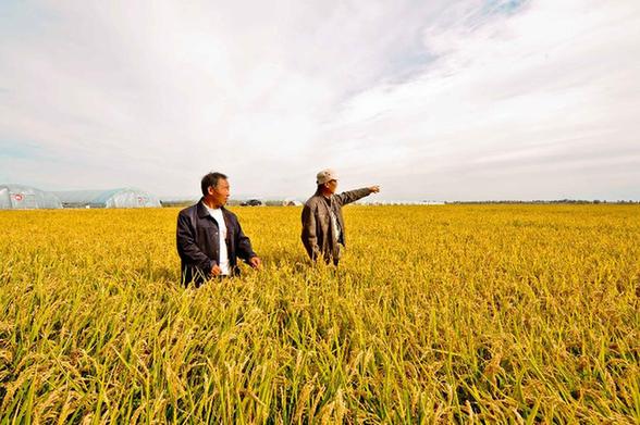 “祖國(guó)糧倉(cāng)”黑龍江將迎來特大豐收