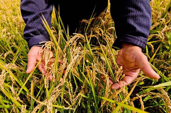 “祖國糧倉”黑龍江將迎來特大豐收