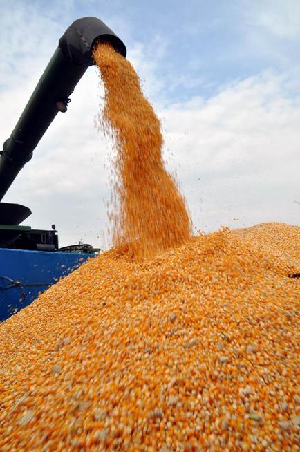 黑龍江墾區玉米豐收